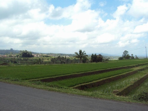 Teras Subak Jatiluwih image 12