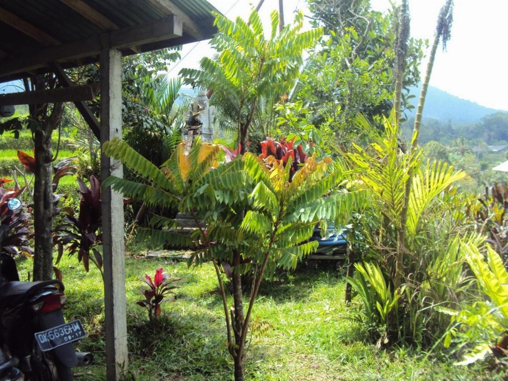 Teras Subak Jatiluwih